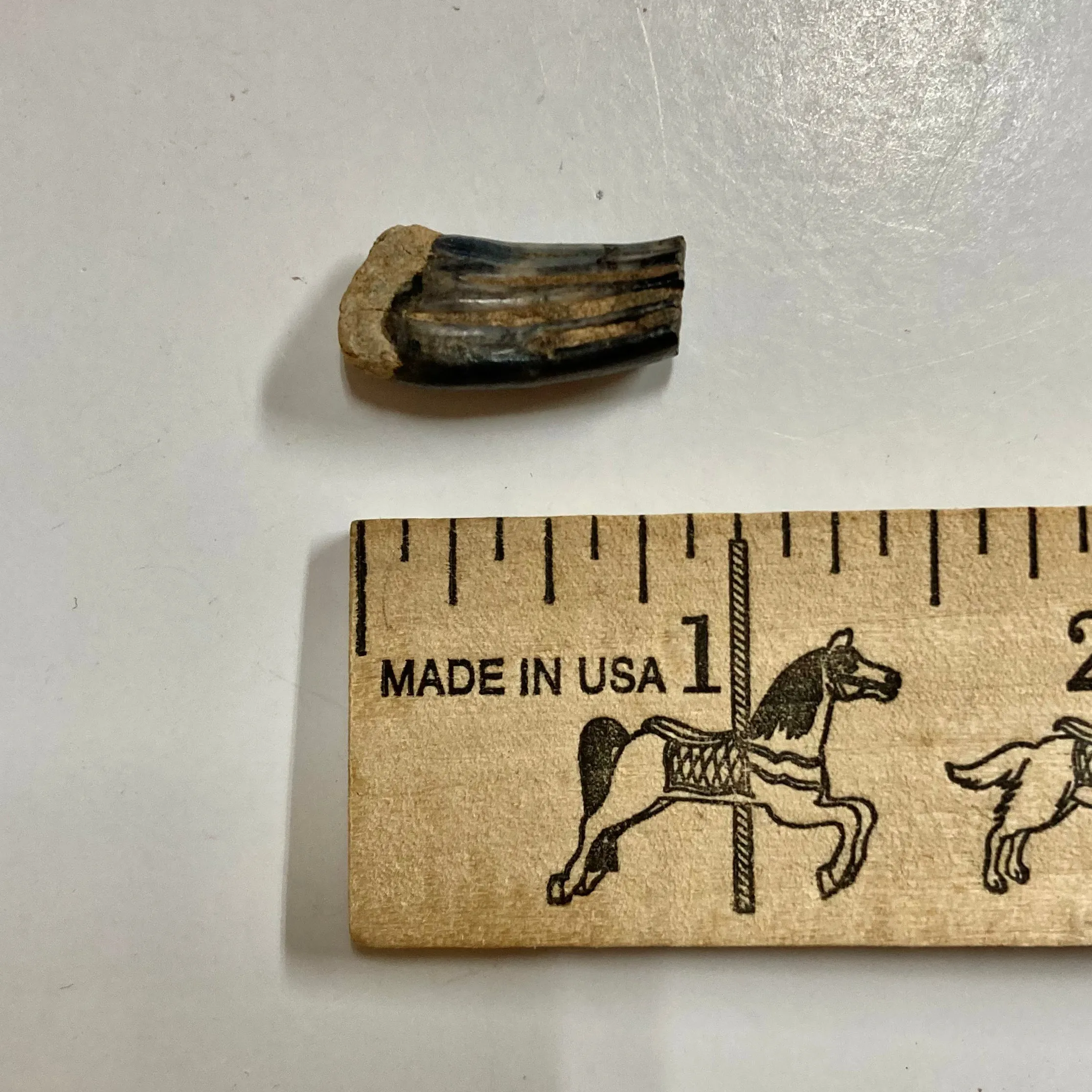 Beaver Molar